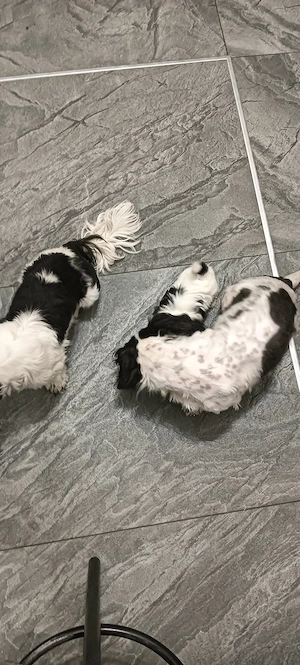 cattam căsuța noua shih tzu - imagine 4