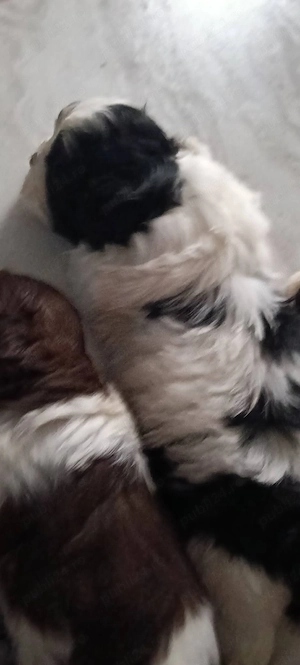 cattam căsuța noua shih tzu - imagine 2