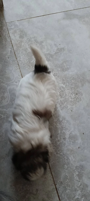 cattam căsuța noua shih tzu - imagine 3