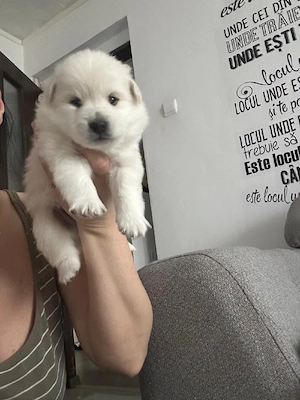 Rasa Spitz German  - imagine 4