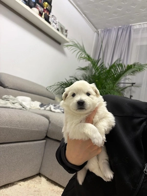 Rasa Spitz German  - imagine 2