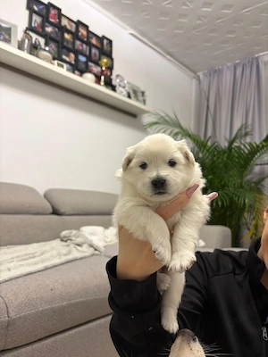 Rasa Spitz German  - imagine 3