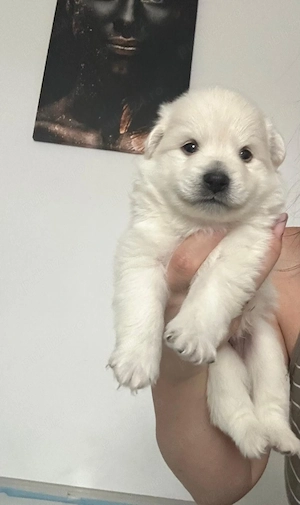 Rasa Spitz German  - imagine 5