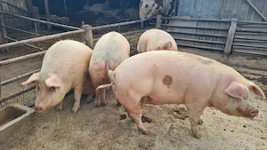 Porci de vanzare! - imagine 2