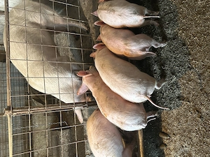 Vand Soldani de carne  - imagine 3