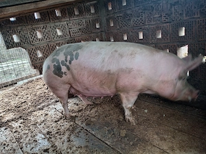 Vând una din două scroafe gestante.  - imagine 2