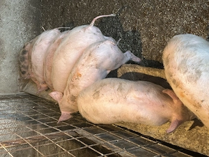 Vand Soldani de carne  - imagine 4