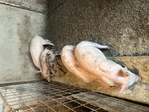 Vand Soldani de carne 