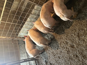 Vand Soldani de carne  - imagine 2