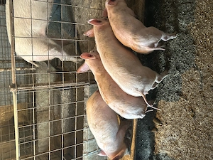 Vand Soldani de carne  - imagine 5