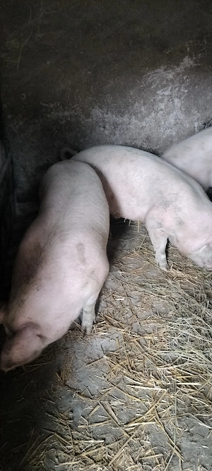 Porci de vânzare  - imagine 4