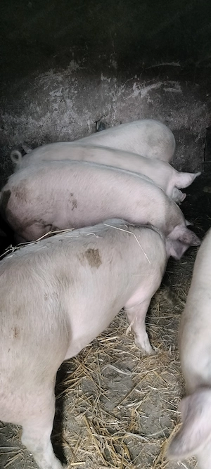 Porci de vânzare  - imagine 3