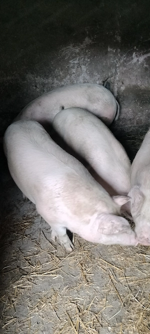 Porci de vânzare  - imagine 2