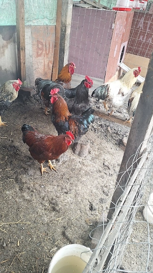 Vând cocoși tineri 