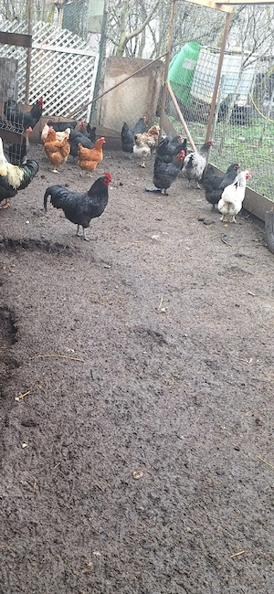 Vând cocoși tineri  - imagine 4