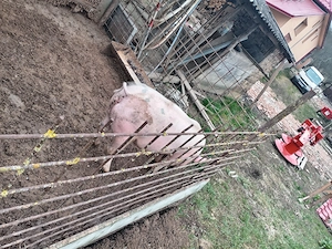 Vând o scrofita de 60-70kg - imagine 3