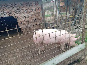 Vând o scrofita de 60-70kg - imagine 2