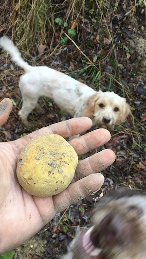 Catei pentru trufe  - imagine 2