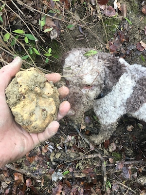 Catei pentru trufe  - imagine 3