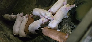 Purcei (6 saptamani)