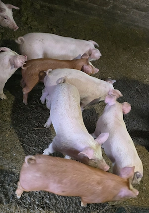 Purcei (6 saptamani)   - imagine 2