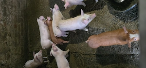 Purcei (6 saptamani)   - imagine 3