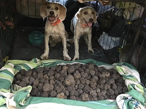 Catei pentru trufe  - imagine 5