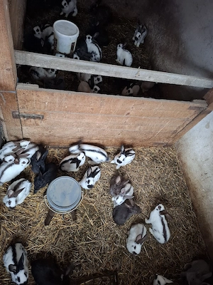 Vand iepuri Urias Pestrit - imagine 4