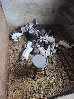 Vand iepuri Urias Pestrit - imagine 5