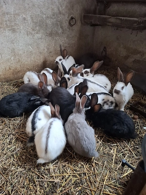 Vand iepuri Urias Pestrit - imagine 3