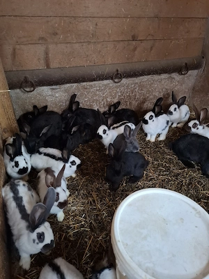 Vand iepuri Urias Pestrit