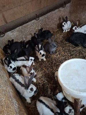 Vand iepuri Urias Pestrit - imagine 2