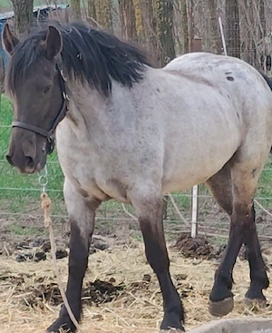 Manza 3 ani foarte frumoasa   caii - imagine 3