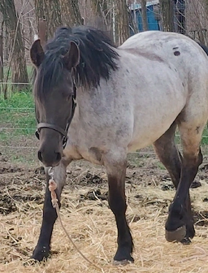 Manza 3 ani foarte frumoasa   caii - imagine 4