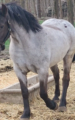 Manza 3 ani foarte frumoasa   caii - imagine 5