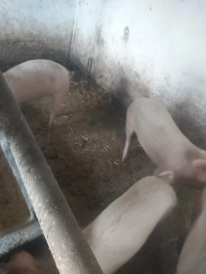 Vand pereche de purcei