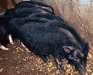 Purcei Vietnamezi de 8 Luni