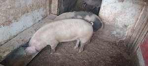 Vand porci  - imagine 2