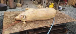 Vand porci  - imagine 4