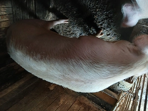 Porc de vânzare 150-160kg