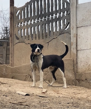 mascul de 7 luni  - imagine 2