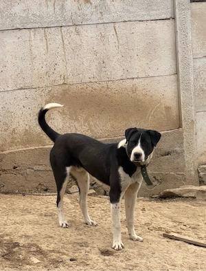 mascul de 7 luni  - imagine 3