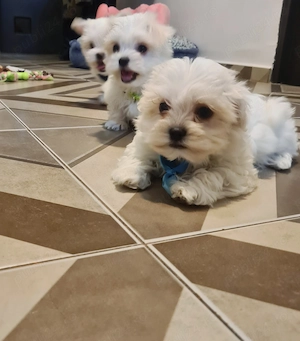 Pui Bichon Maltez  - imagine 5