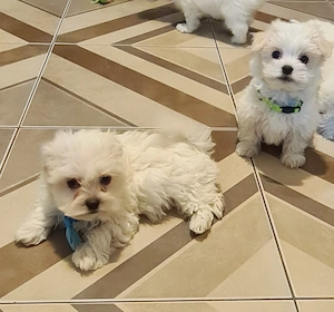Pui Bichon Maltez  - imagine 3