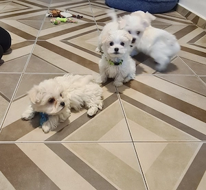 Pui Bichon Maltez  - imagine 2