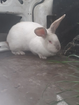 Femela californian de vânzare  - imagine 2