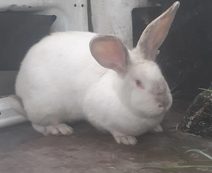 Femela californian de vânzare 