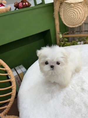 Bichon maltez mini toy - imagine 2