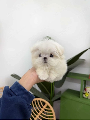 Bichon maltez mini toy