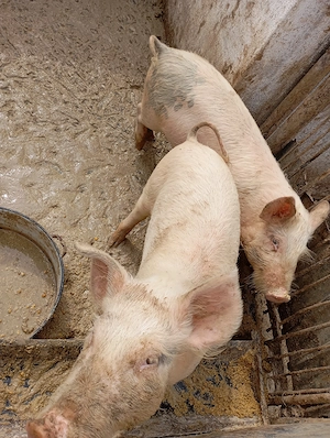 De vânzare grăsuni  - imagine 2